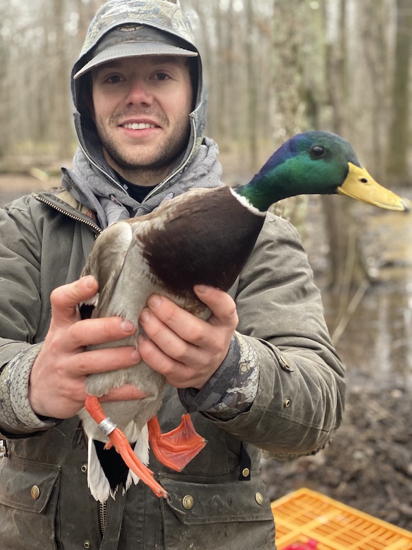 Dr Doug Osborne banded greenhead