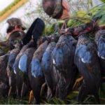 blue winged teal