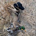 ramsey russell char dog in montana