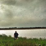 blue winged teal hunting