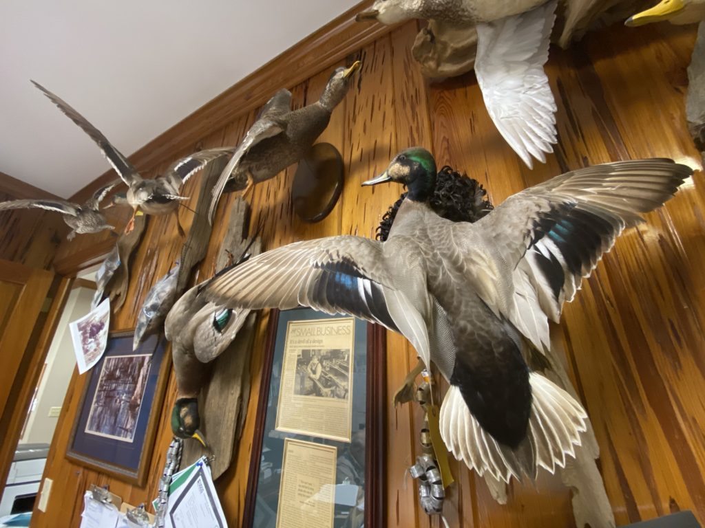 louisiana hybrid duck taxidermy