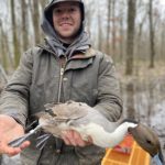 waterfowl banded pintail