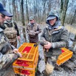 banding ducks in arkansas