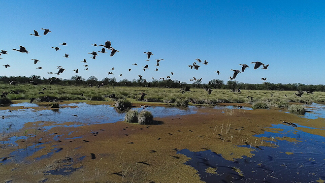 Ramsey Russell Wild Argentina Marsh Full of Wild Unbaited Ducks
