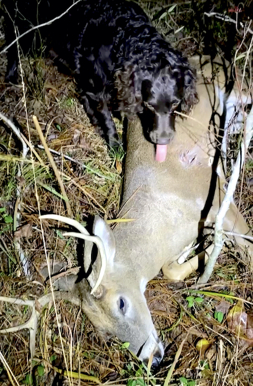 deer georgia hunting trailing dog