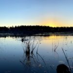 ring-necked duck hunting pond