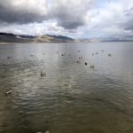 Best Utah Great Salt Lake Duck Hunt