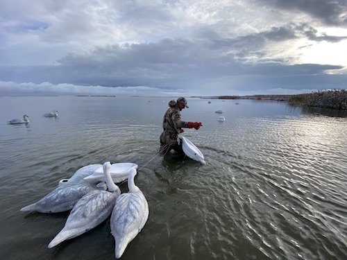 Utah swan hunting 