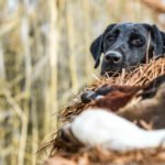 best utah swan hunting