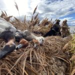 swan hunt in utah