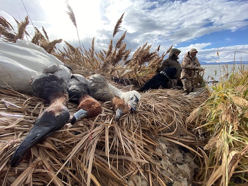 utah duck hunting