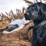 utah tundra swan hunt