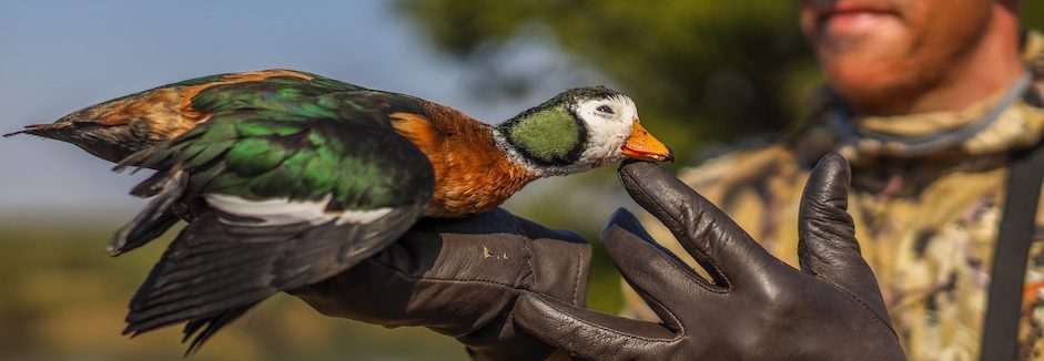 Geese of the World - Wildfowl