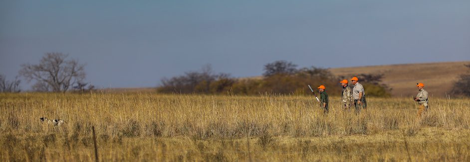 francolin hunting south africa