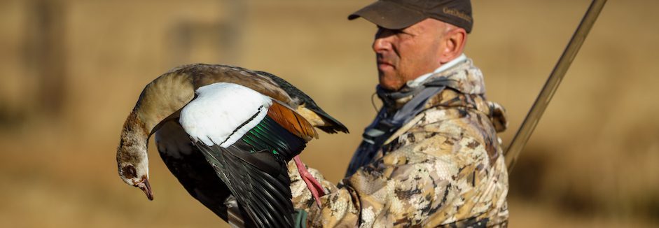 Egyptian Goose hunting tips south africa