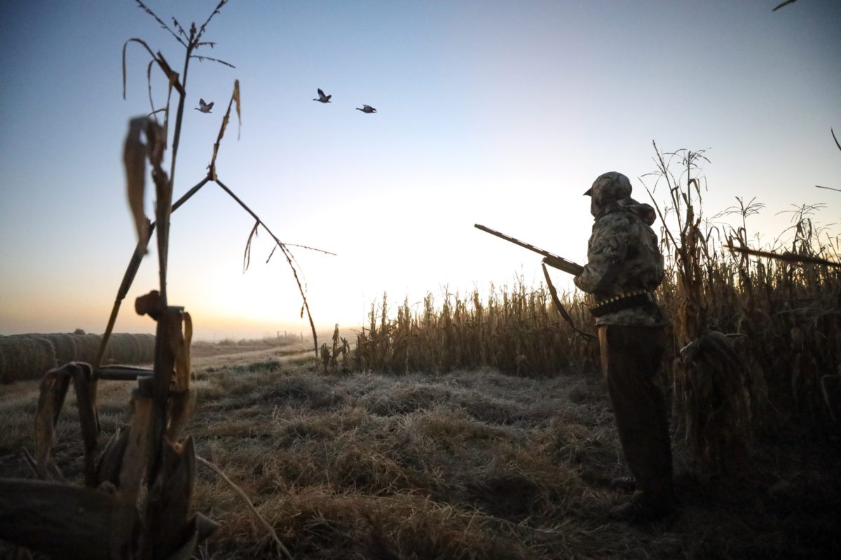 best duck hunting species south africa