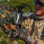 african pygmy geese species pair south africa