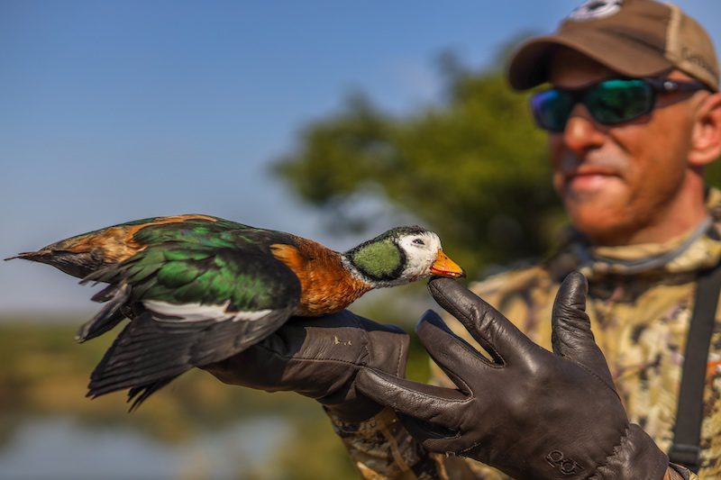best african pygmy goose hunting