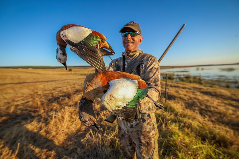 Cape shelduck species in south africa