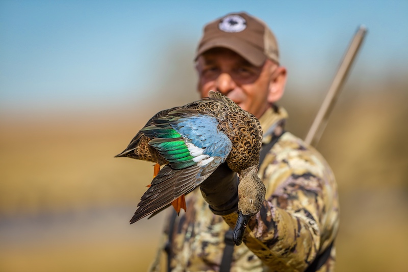 cape shoveler south africa species