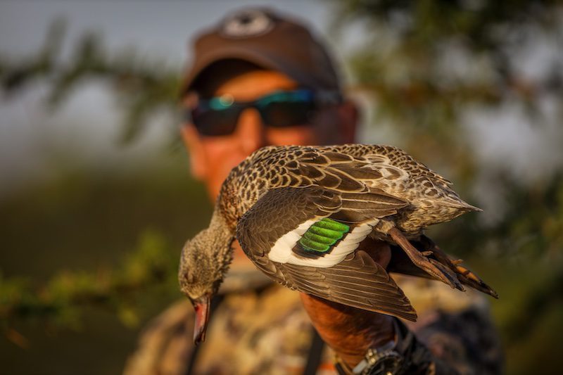 cape teal