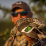 cape teal south africa duck species