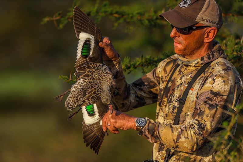 cape tealsouth africa duck species