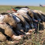 south africa goose hunting and duck hunting combo