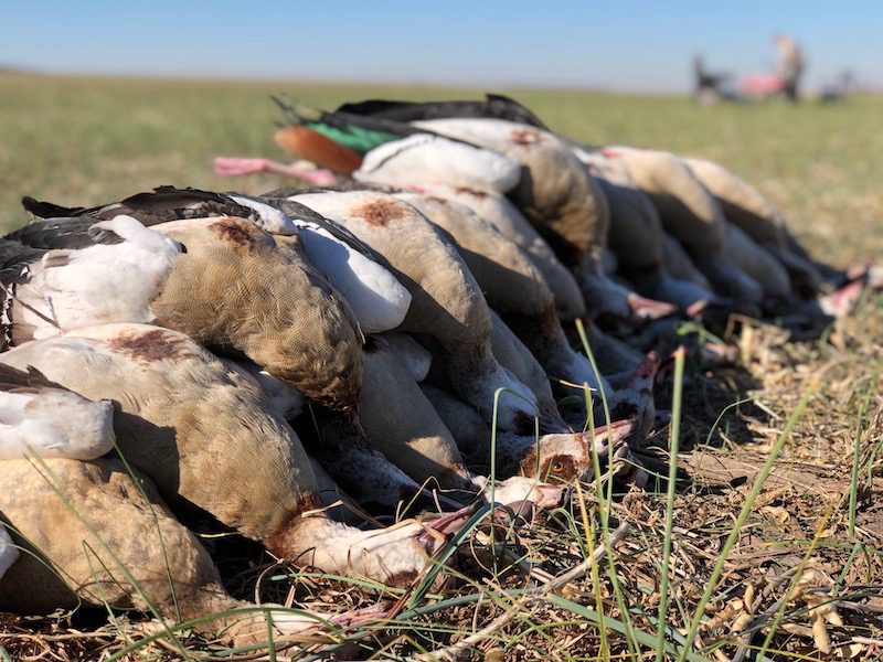 south africa goose hunting and duck hunting combo