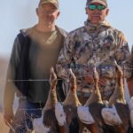 egyptian geese south africa hunt