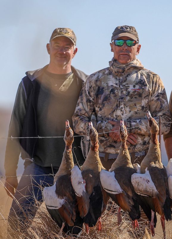 egyptian geese south africa hunt