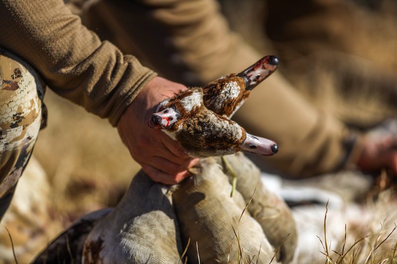 best egyptian goose hunting place south africa