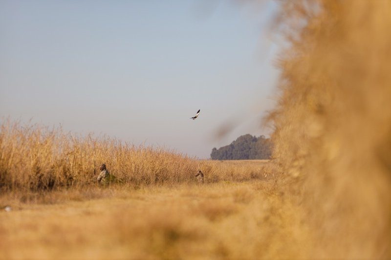 best egyptian goose hunting south africa