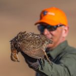 grey winged francolin south africa gamebird species