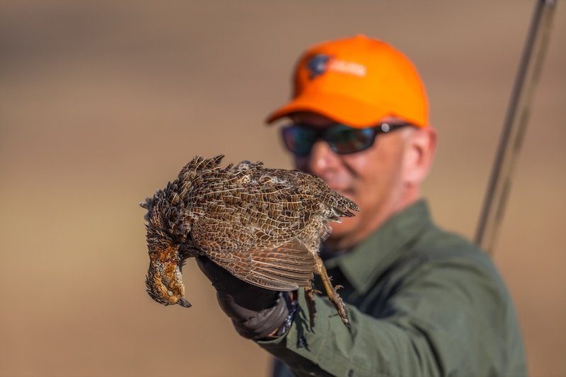 grey winged francolin south africa gamebird species