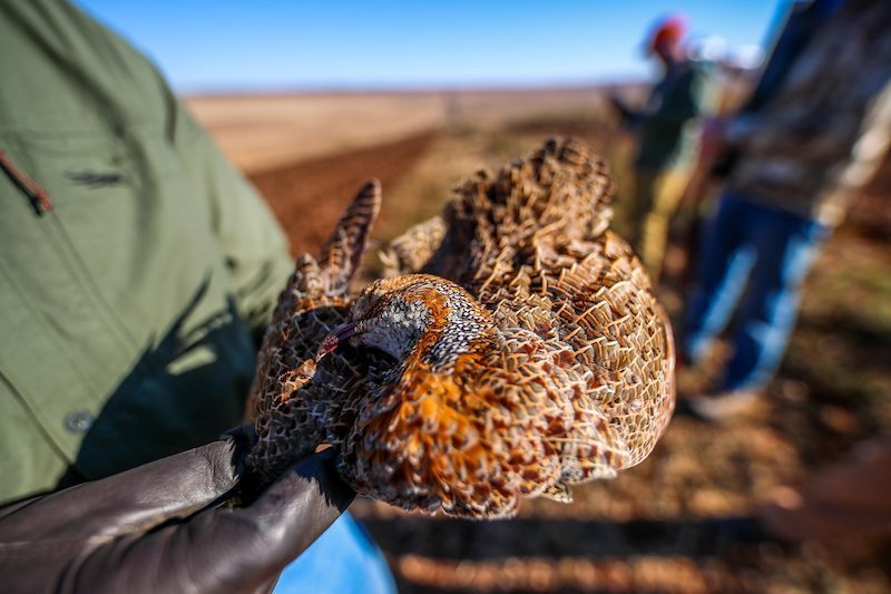 grey winged partridge south africa