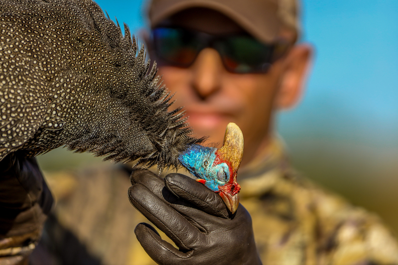 helmeted guineafowl south africa gamebird speciesh afr