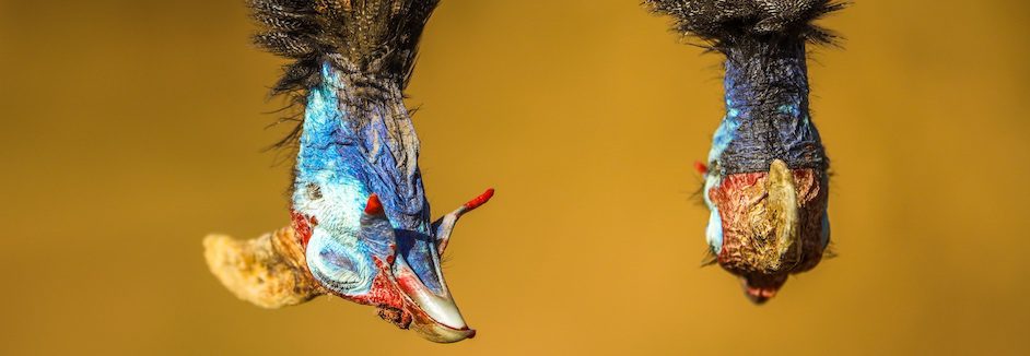 helmeted guineafowl hunting south africa