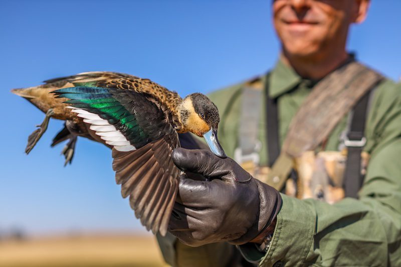 hottentot teal south africa