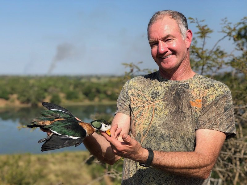 pygmy goose hunting south africa