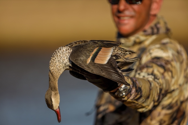 red billed teal south africa duck species