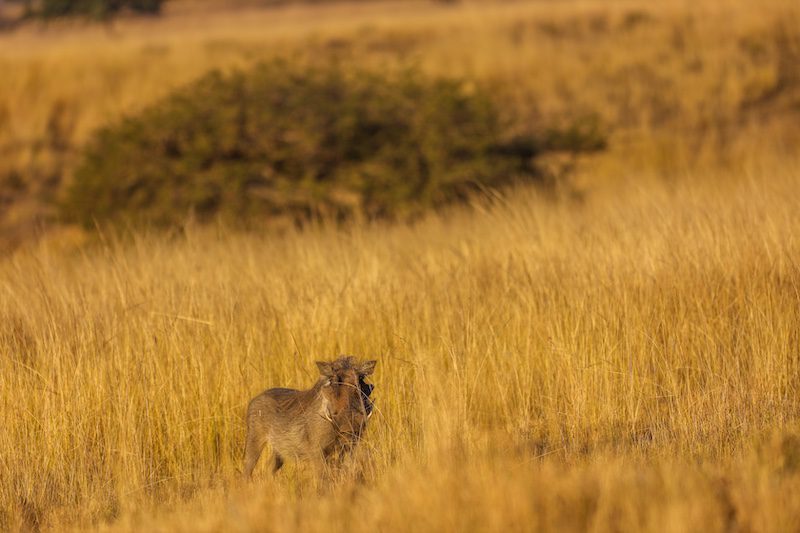 south africa hunting trip wildlife