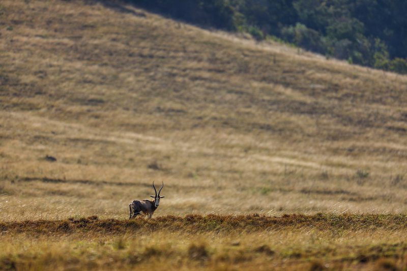 wildlife on south africa hunt