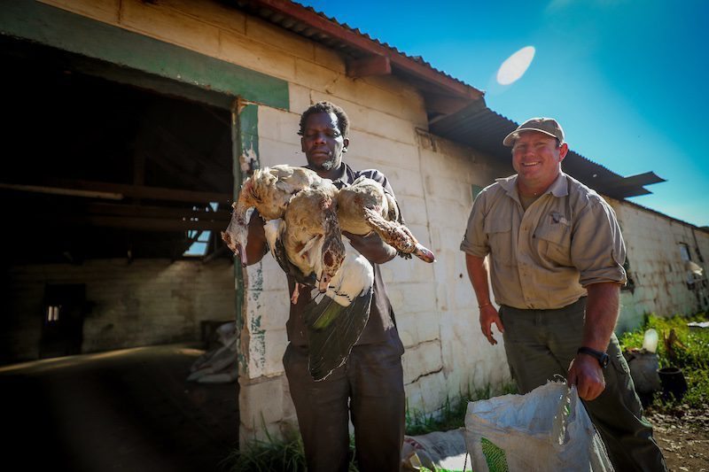 south african bird hunting wildlife