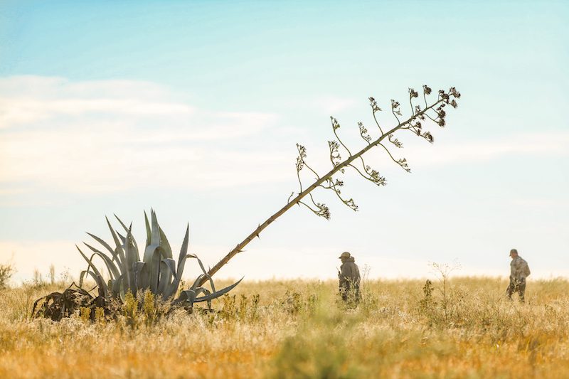 bird hunt in south africa