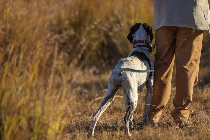 best south africa bird hunting