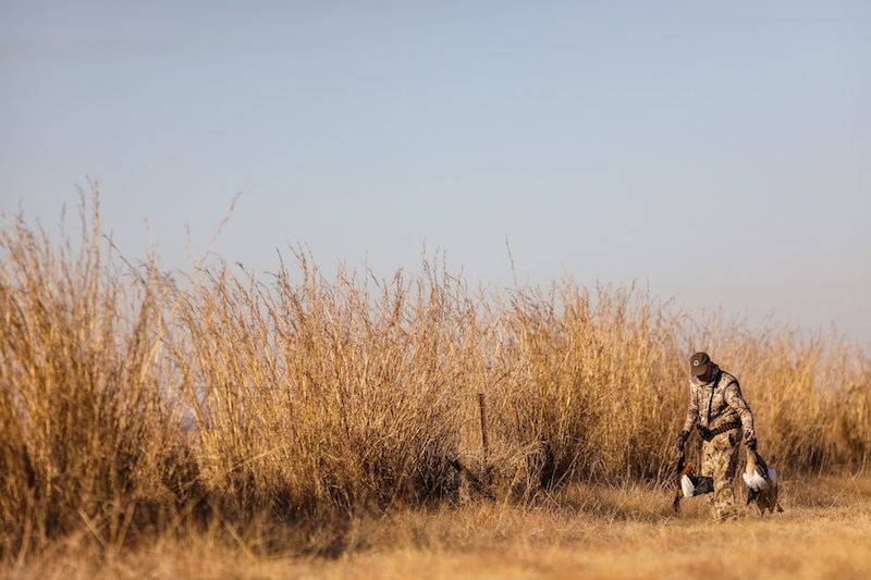 how to hunt egyptian goose south africa