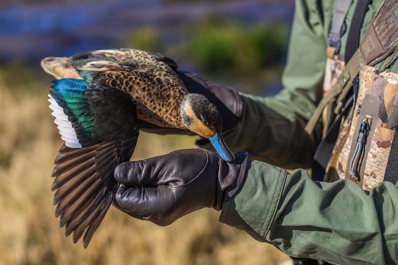 hottetot teal south africa duck species