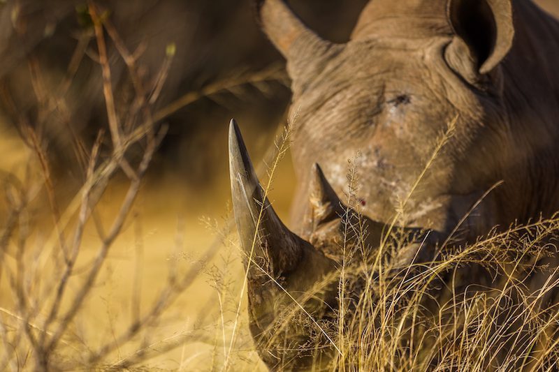 duck hunting expedition south africa