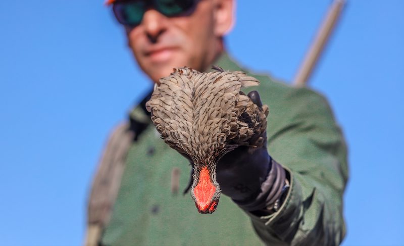 swainson's francolin hunting in south africa